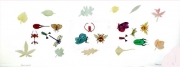 Bugs & Leaves I