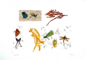 Insects III