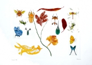 Insects IV