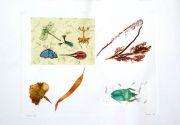 Insects IX