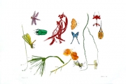 Insects I